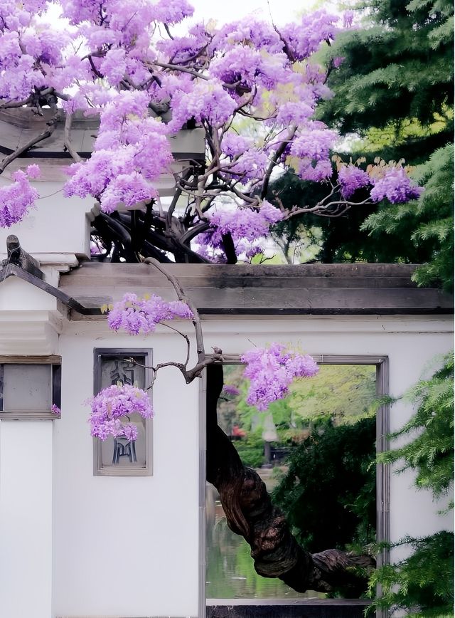 速報！今年無錫吟苑紫藤已綻放，人少景美，快來打卡！