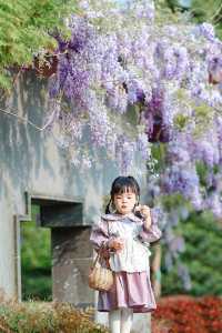 春遊記 | 上海470歲的紫藤花開滿附攻略