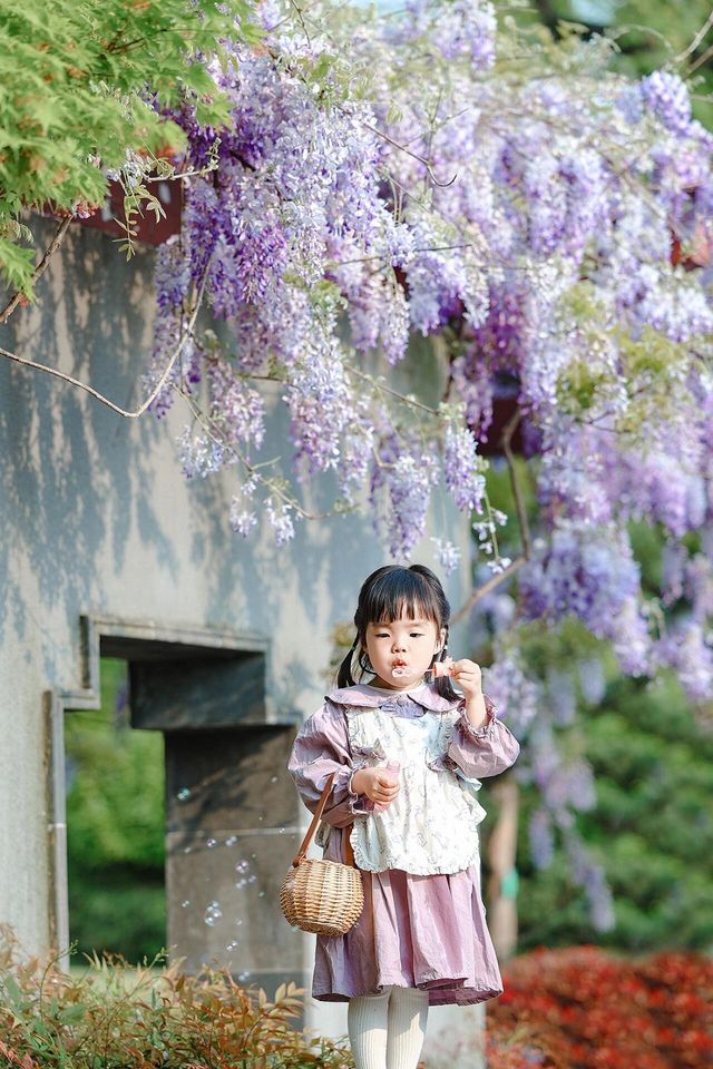 春遊記 | 上海470歲的紫藤花開滿附攻略