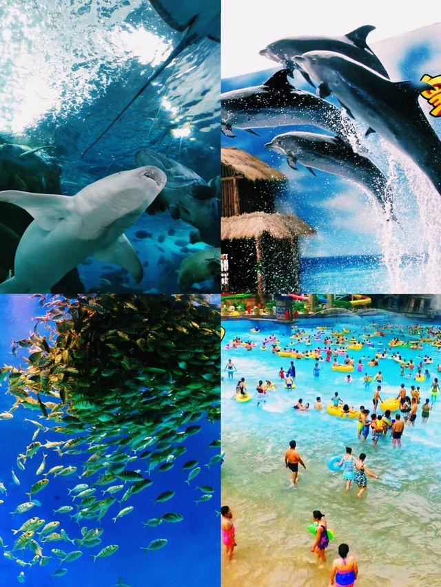 皇家海洋樂園保姆級攻略