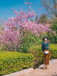 自駕雲南｜昆明周邊小眾賞花踏青好去處：鄭和公園