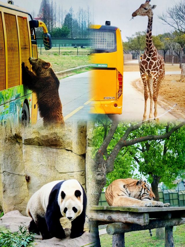上海 ‖ 野生動物園新開卡皮巴拉樂園攻略