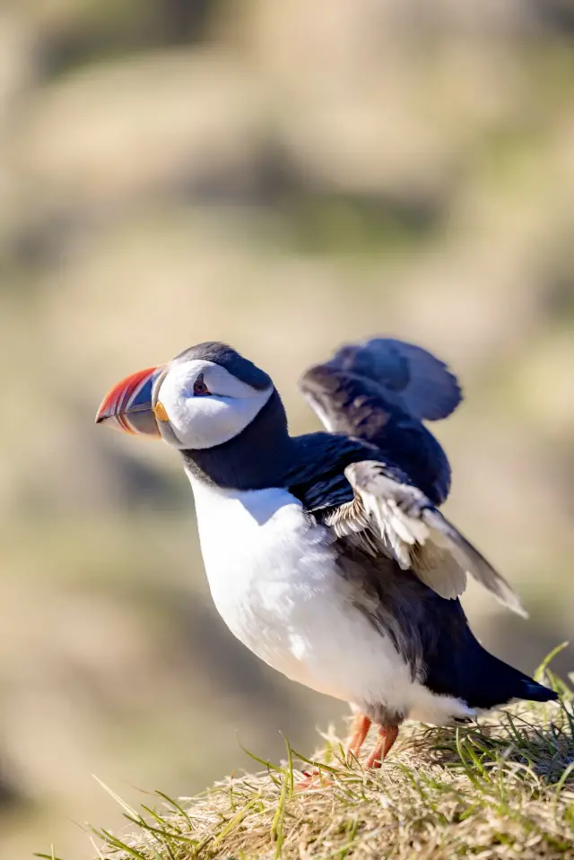 Iceland Puffin Watching Guide!!!!