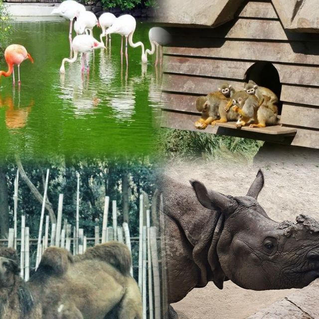 上海野生動物園超全攻略