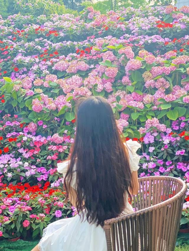 西安人有自己的繡球花海
