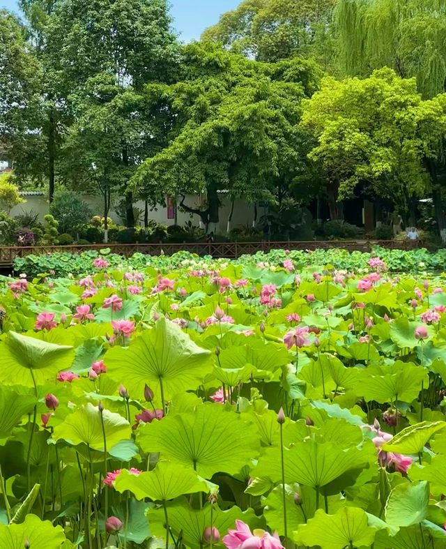 成都市中心！賞荷天花板…這個公園又贏麻了！