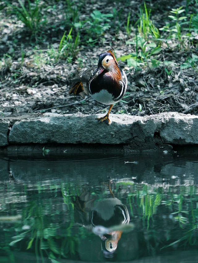 藏在北京的綠野仙蹤，北坞公園絕美打卡地