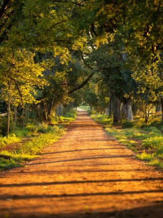 🌟 Luxe Tranquility in Centurion: Irene Country Lodge 🌳✨