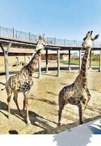 蘭州野生動物園旅遊攻略 🐒✨ 探秘自然，親近萌寵的絕佳去處！