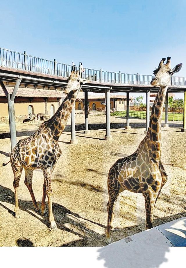 蘭州野生動物園旅遊攻略 🐒✨ 探秘自然，親近萌寵的絕佳去處！