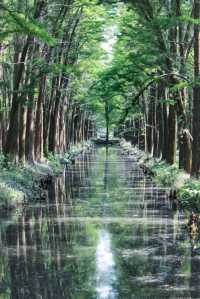 追夏 | 最後的假期，上海周邊水上森林公園