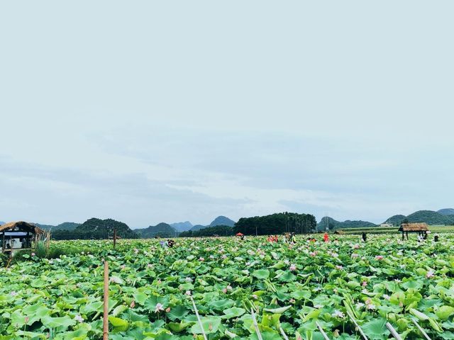 雨天的普者黑