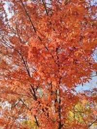 蛟河紅葉谷｜吉林唯一一片紅色的楓葉林！