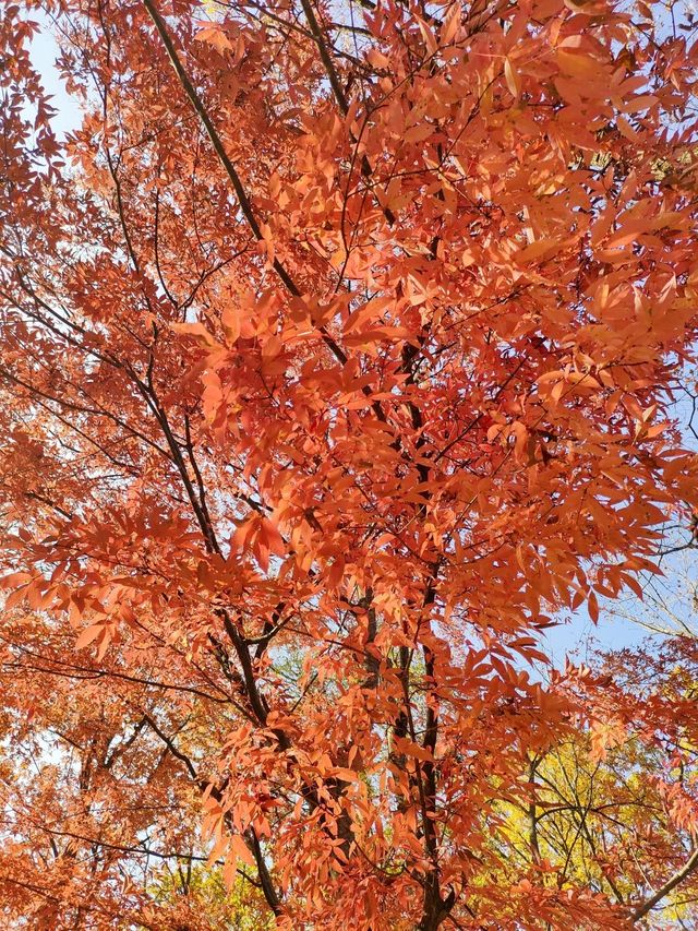 蛟河紅葉谷｜吉林唯一一片紅色的楓葉林！