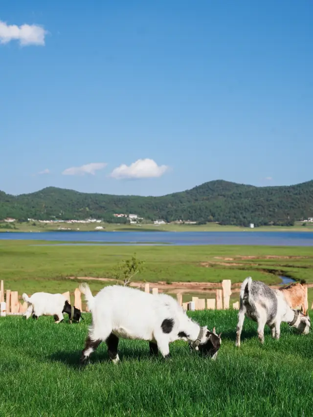 墜入麗江後花園，這家新開民宿美到心巴上了！