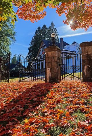 Best place to see maple leaves in Vancouver (3).