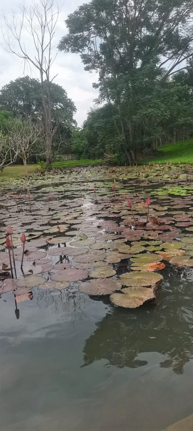 西雙版納熱帶花卉園。