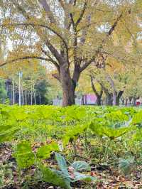 泰興｜小村莊裡的古銀杏公園。