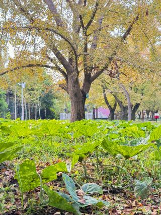 Taixing | An ancient ginkgo park in a small village.