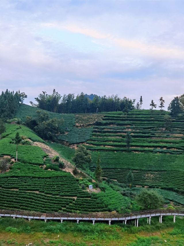 六安西茶谷，真有你的。
