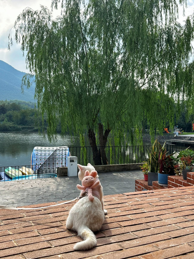 秋日氛圍感寵物友好美宿讓秋天更浪漫。
