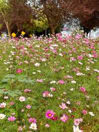 11月4日洋湖濕地公園實況！抓住波斯菊的尾巴。