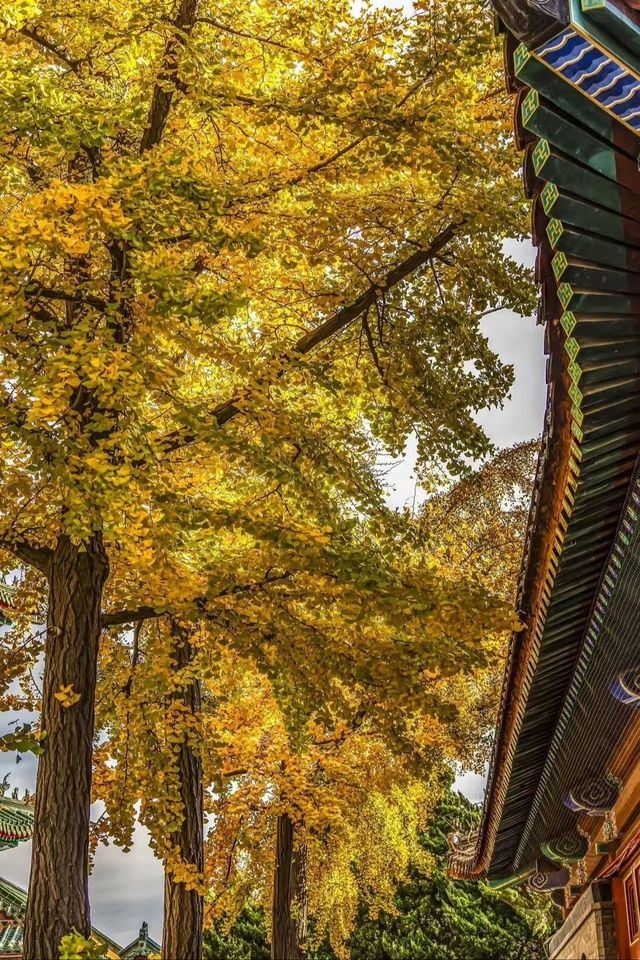 青島湛山寺 | 鬧市中的心靈淨土。 青島湛山寺 | 鬧市中的心靈淨土。