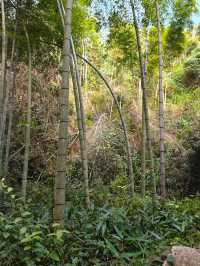 《神龍潭瀑布：探秘自然奇境，暢享山水逸趣之旅》。