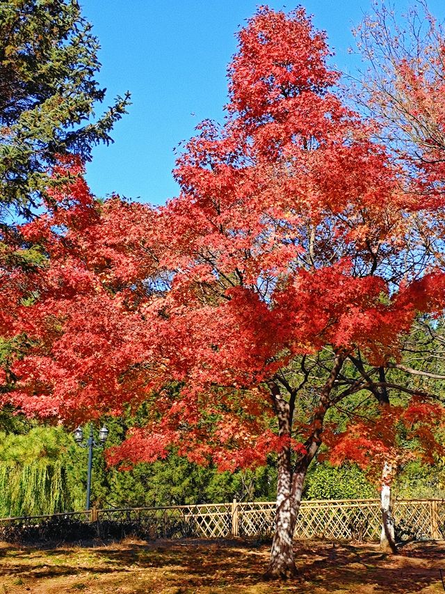 冬天來青島｜世紀公園的楓葉杉樹很驚艷（附攻略）