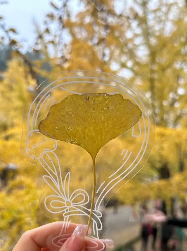 12月10日韶關南雄帽子峰實況！