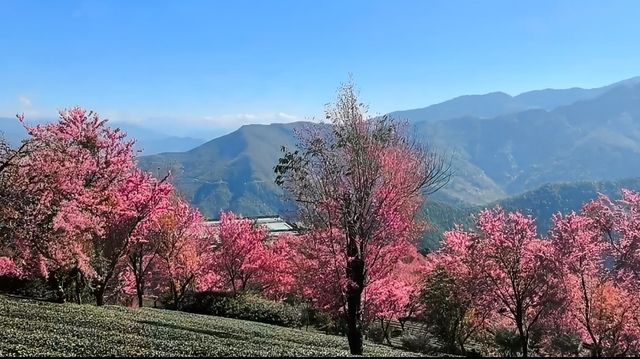 無量山櫻花谷