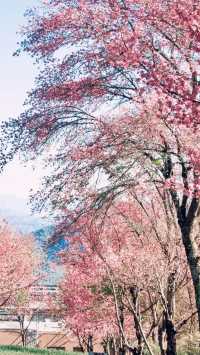 聽從建議去了無量山櫻花谷 真的美得讓我哭了