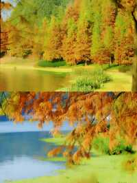 漫步湖畔綠道：享受悠閒時光