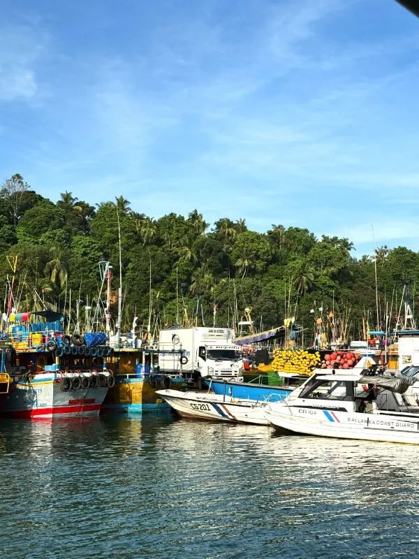 Magical Experience of Whale Watching in Mirissa