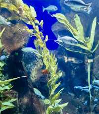 亞特蘭大喬治亞水族館｜親子遊的絕佳選擇