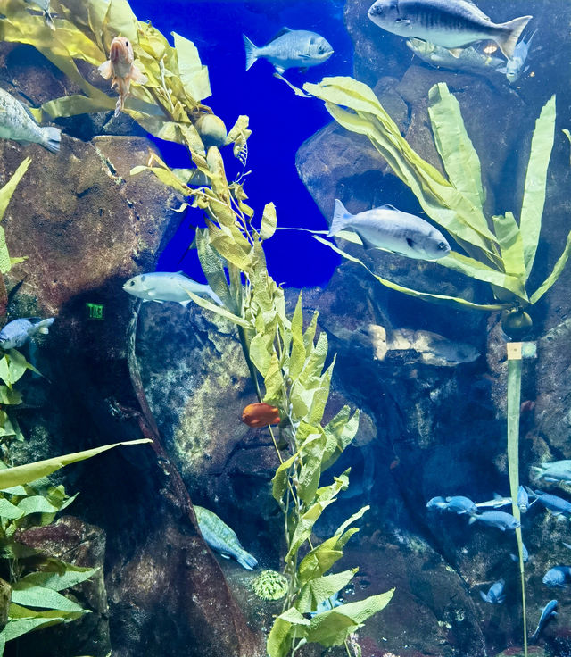亞特蘭大喬治亞水族館｜親子遊的絕佳選擇