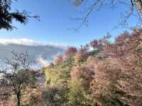 大理無量山·櫻花谷