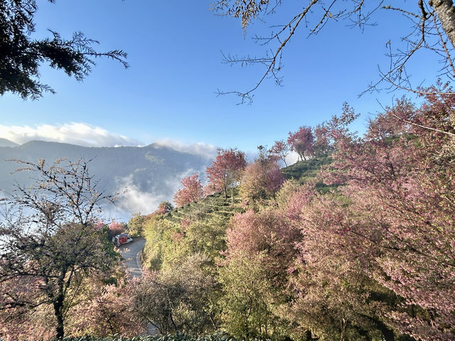 大理無量山·櫻花谷
