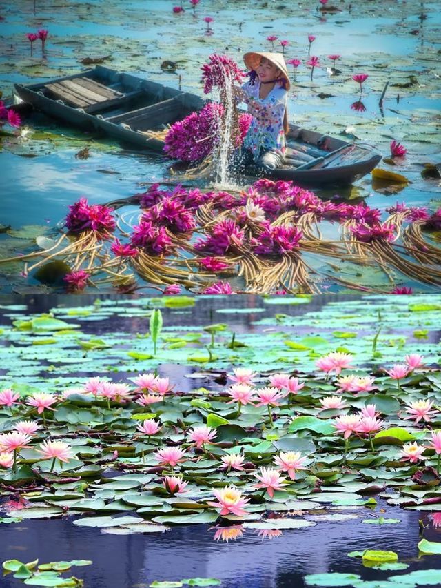上帝視角俯瞰睡蓮，好驚艷