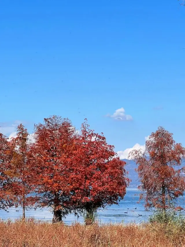 Kunming-Dali-Lijiang: A Must-Have Guide for Friends Traveling in Yunnan