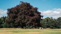 Explore the Gem of England - Harewood House