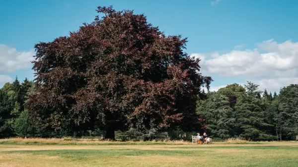 Explore the Gem of England - Harewood House