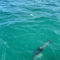 Dolphin swimming in KaiKoura