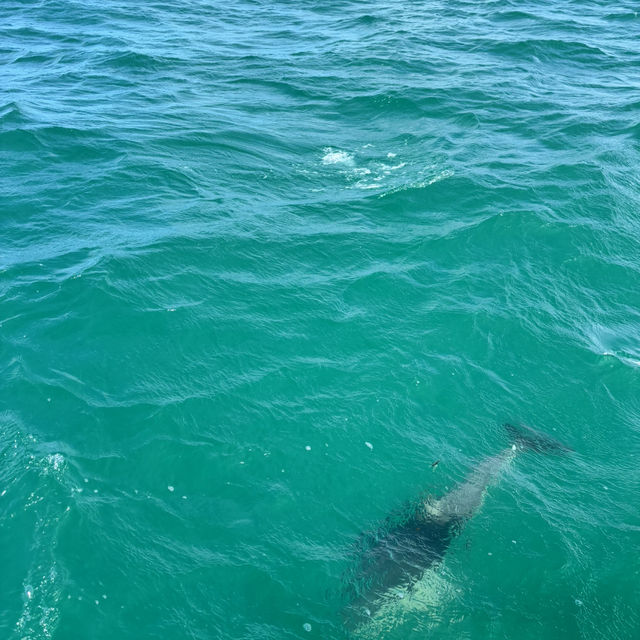 Dolphin swimming in KaiKoura