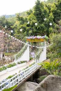 廈門「莫奈花園」藏在這!春節賞櫻絕絕子