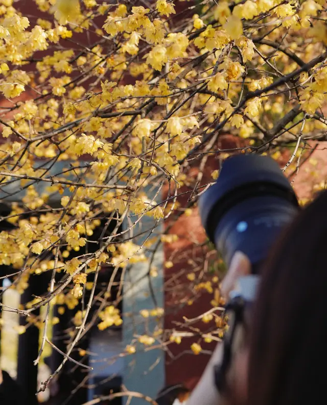 大年初一！去錢王祠拍臘梅花啦！