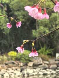 早春二月之茶亭公園花開早