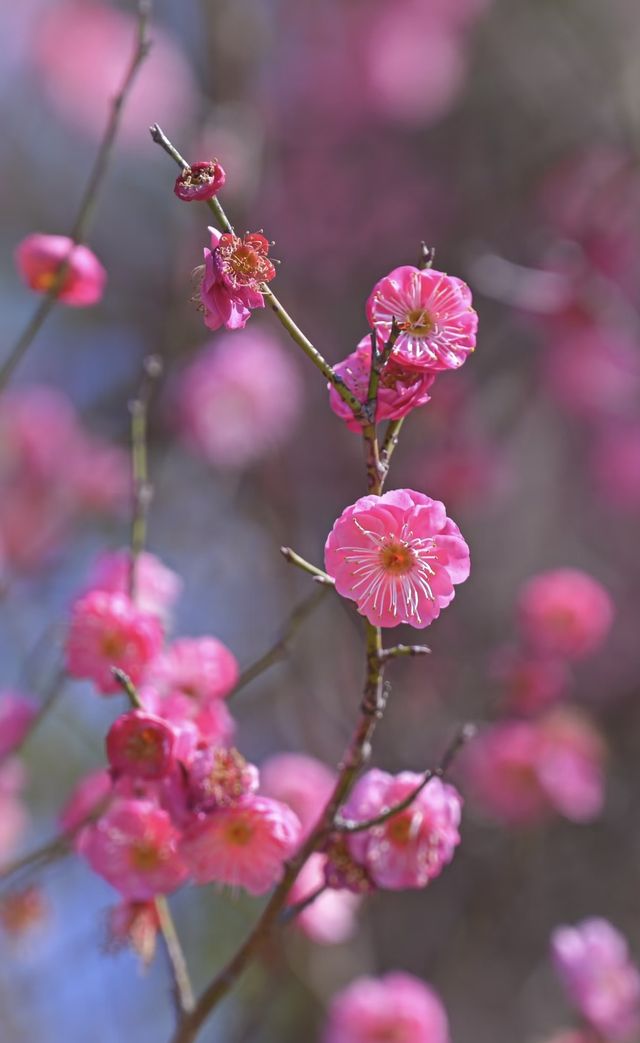 實拍！長沙洋湖梅花驚艷綻放