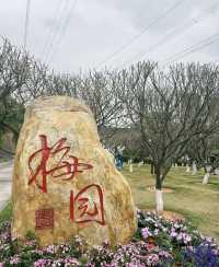 深圳賞梅指南：與大自然親密接觸