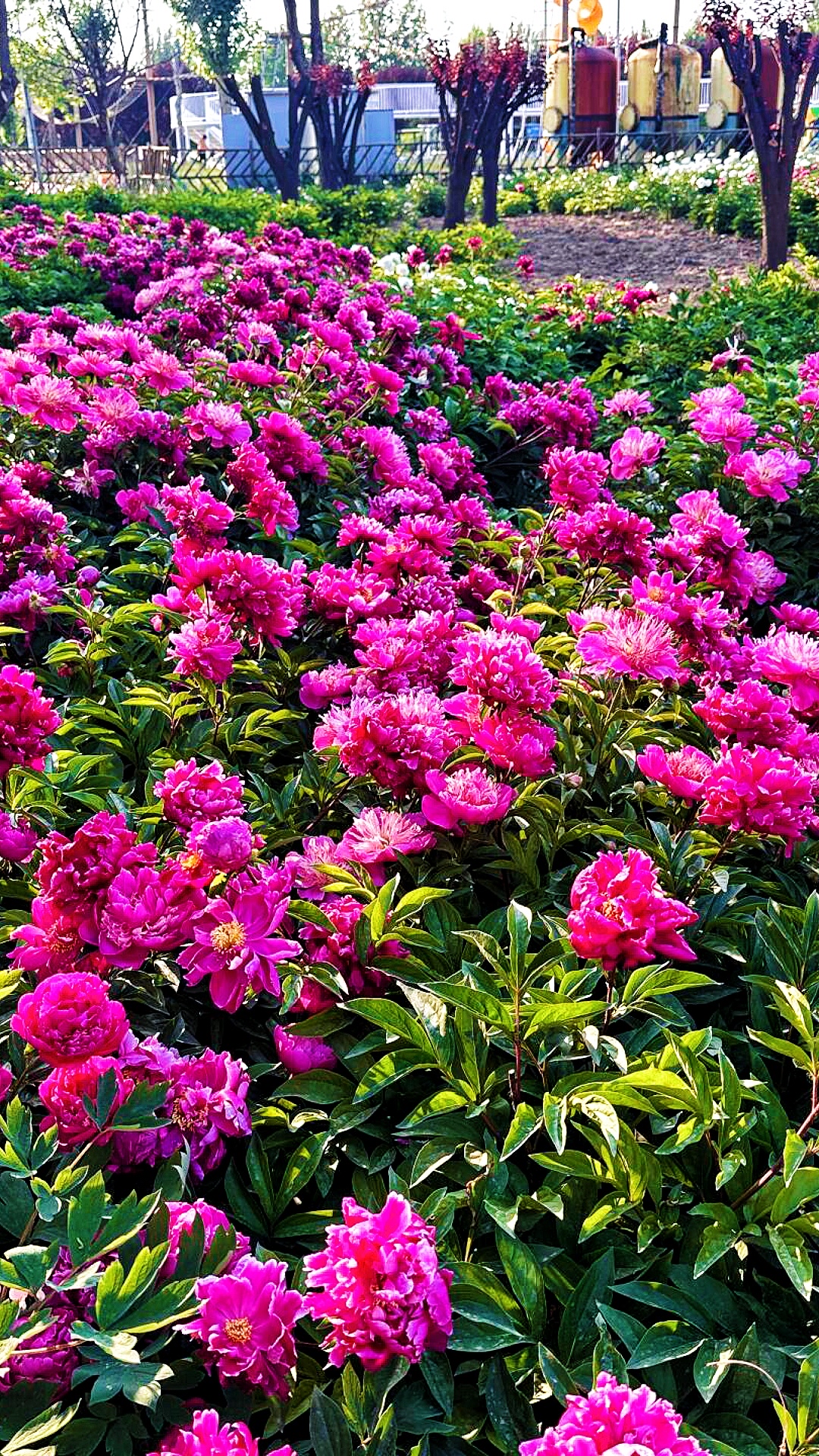 中国 牡丹2元 オリジナルパッケージ未使用